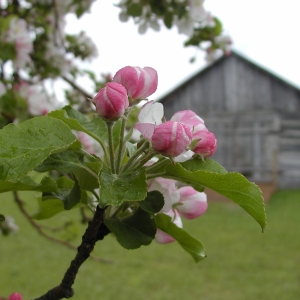 Blossoms in Sleeping Bear