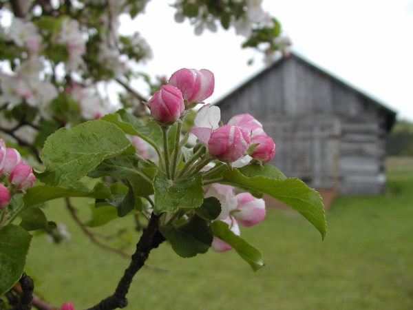 Blossoms in Sleeping Bear